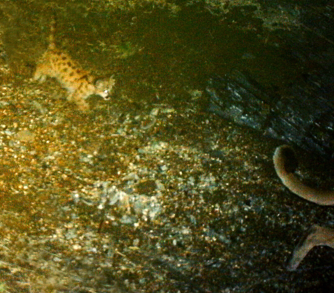 Wildlife, babies, Mexico